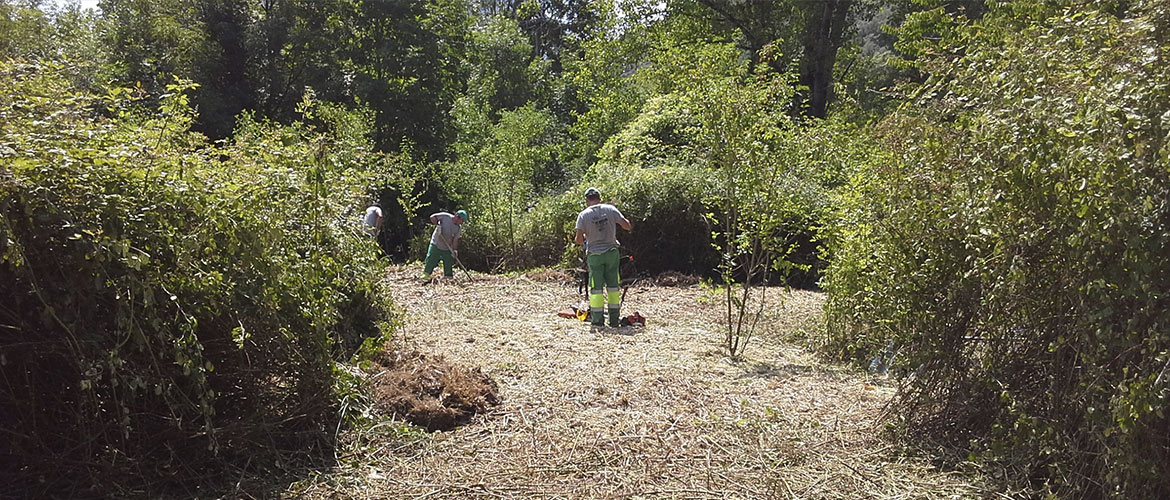 Ramales de la Victoria planta cara al plumero