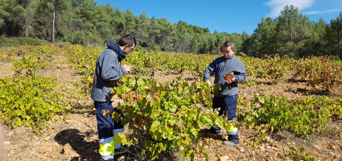Balance de la segunda fase del proyecto “Diversia Empleo” perteneciente al programa operativo de inclusión social y economía social 2014-2020 cofinanciado a través del organismo intermedio CEPES por el Fondo Social Europeo (FSE)