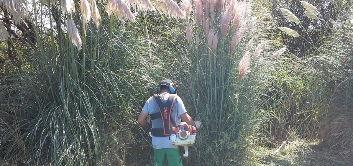 LIFE Stop Cortaderia: implementa la primera fase del plan de acción de lucha contra el plumero vigente en Cantabria con el apoyo del Ministerio para la Transición Ecológica y el Reto Demográfico, a través de la Fundación Biodiversidad