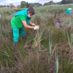 Arrancando plumeros que brotan entre los juncos en zona de marisma