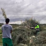 Corte de flores para evitar la dispersión de semillas de Cortaderia