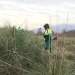 Desbroce previo al arranque de un plumero de grandes dimensiones