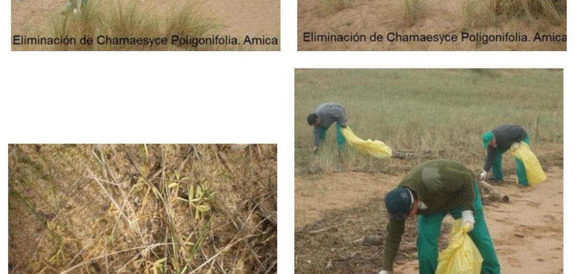 Campaña Eliminación Plantas Invasoras 2012