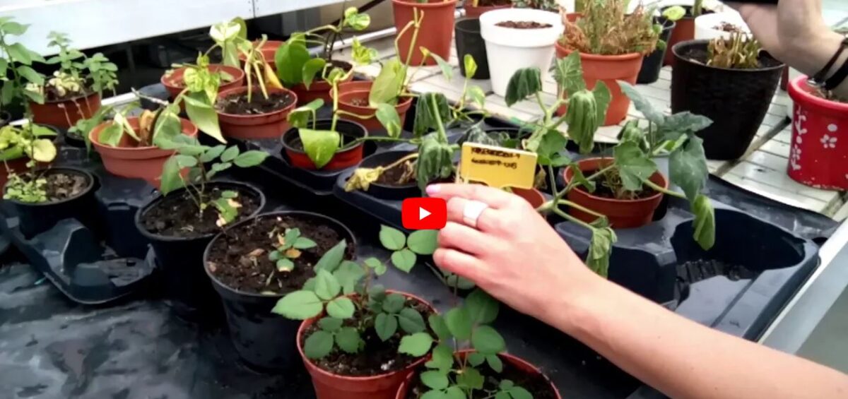 Celebrando el día del Medio ambiente