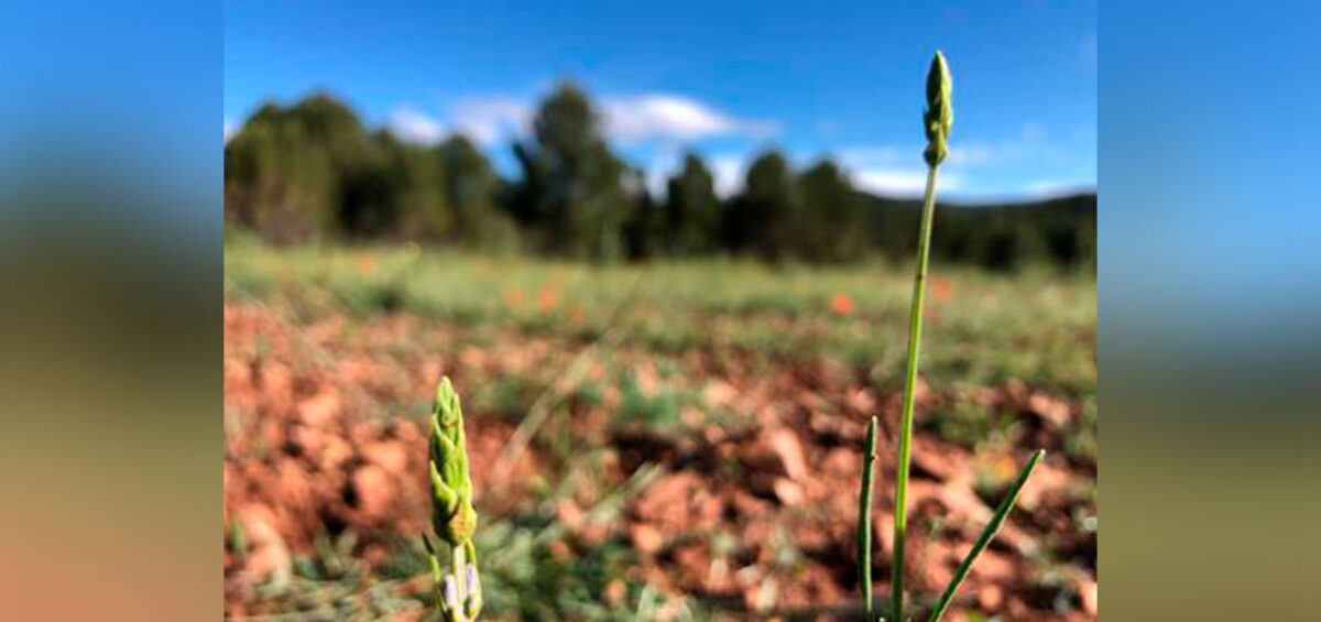 El Campus Diversia de Amica mejora su impacto en biodiversidad gracias a la colaboración de CaixaBank y Fundación Bancaja